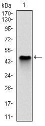 Figure 1: Western blot analysis using NQO1 mAb against human NQO1 (AA: 134-274) recombinant protein. (Expected MW is 41.3 kDa)