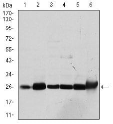 Figure 2: Western blot analysis using GSTM1 mouse mAb against Cos7 (1), MCF-7 (2), Jurkat (3), Hela (4), HL7702 (5) and HepG2 (6) cell lysate.