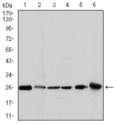 Figure 2: Western blot analysis using GSTM1 mouse mAb against MCF-7 (1), PC-12 (2), Jurkat (3), Hela (4), HL7702 (5) and HepG2 (6) cell lysate.