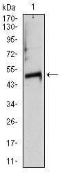 Figure 2: Western blot analysis using TUBA8 mouse mAb against rat heart (1) tissue lysate.