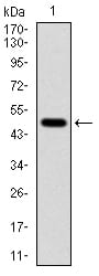 Figure 1: Western blot analysis using TUBA8 mAb against human TUBA8 (AA: 294-449) recombinant protein. (Expected MW is 50 kDa)