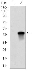 Figure 2: Western blot analysis using BIRC5 mAb against HEK293 (1) and BIRC5 (AA: 1-142)-hIgGFc transfected HEK293 (2) cell lysate.