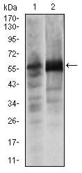 Figure 2: Western blot analysis using SOX9 mouse mAb against Lovo (1) and SW620 (2) cell lysate.