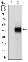 Figure 2: Western blot analysis using SERPINE1 mAb against HEK293 (1) and SERPINE1 (AA: 194-316)-hIgGFc transfected HEK293 (2) cell lysate.