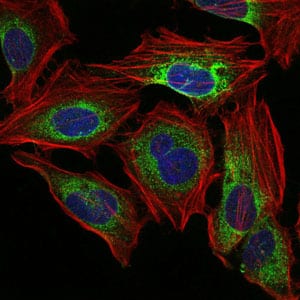 Figure 4: Immunofluorescence analysis of Hela cells using PPP2R4 mouse mAb (green). Blue: DRAQ5 fluorescent DNA dye. Red: Actin filaments have been labeled with Alexa Fluor-555 phalloidin.