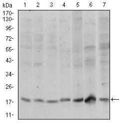 Figure 2: Western blot analysis using SKP1 mouse mAb against Hela (1), RAJI (2), Jurkat (3), MCF-7 (4), HepG2 (5), PC-12 (6) and Cos7 (7) cell lysate.