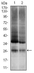 Figure 2: Western blot analysis using UBB mouse mAb against NIH/3T3 (1) and Hela (2) cell lysate.