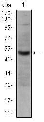 Figure 2: Western blot analysis using CD30 mouse mAb against Hela cell lysate.