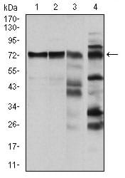 Figure 2: Western blot analysis using RAF1 mouse mAb against Hela (1), A431 (2), Cos7 (3) and C6 (4) cell lysate.