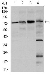 Figure 3: Western blot analysis using FOXO1 mouse mAb against Hela (1), HEK293 (2), MCF-7(3), and C6 (4) cell lysate.