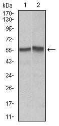 Figure 3: Western blot analysis using FAS mouse mAb against Hela (1), Jurkat (2) cell lysate.