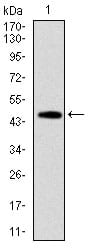 Figure 2: Western blot analysis using FAS mAb against human FAS (AA: 87-278) recombinant protein. (Expected MW is 47.2 kDa)