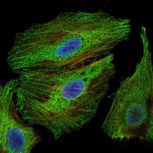 Figure 6: Immunofluorescence analysis of Hela cells using PBK mouse mAb (green). Blue: DRAQ5 fluorescent DNA dye. Red: Actin filaments have been labeled with Alexa Fluor-555 phalloidin.