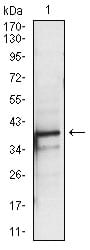 Figure 3: Western blot analysis using PBK mouse mAb against A431 (1) cell lysate.