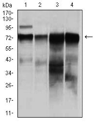 Figure 2: Western blot analysis using RAF1 mouse mAb against HeLa (1), A431 (2), HepG (3), and SW620 (4)cell lysate.