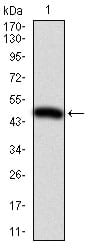 Figure 1: Western blot analysis using ITGB1 mAb against human ITGB1 (AA: 50-270) recombinant protein. (Expected MW is 50.6 kDa)