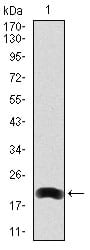 Figure 1: Western blot analysis using LRP5 mAb against human LRP5 (AA: 1422-1615) recombinant protein. (Expected MW is 20.8 kDa)