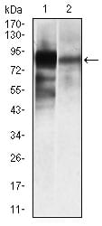 Figure 2: Western blot analysis using ALPL mouse mAb against HeLa (1), and NTERA-2 (4) cell lysate.