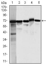 Figure 2: Western blot analysis using MSN mouse mAb against HeLa (1), A431 (2),Jurkat(3), HEK293(4), and COS7 (5) cell lysate.