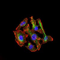 Figure 5: Immunofluorescence analysis of HepG2 cells using CYP3A4 mouse mAb (green). Blue: DRAQ5 fluorescent DNA dye. Red: Actin filaments have been labeled with Alexa Fluor-555 phalloidin.