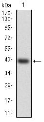 Figure 1: Western blot analysis using HSF4 mAb against human HSF4 (AA: 245-411) recombinant protein. (Expected MW is 42.9 kDa)