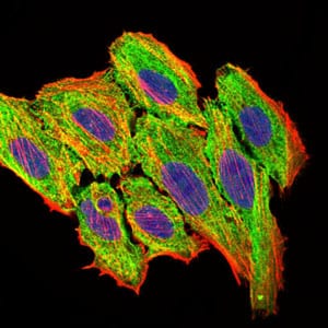 Figure 5: Immunofluorescence analysis of HepG2 cells using CCL2 mouse mAb (green). Blue: DRAQ5 fluorescent DNA dye. Red: Actin filaments have been labeled with Alexa Fluor-555 phalloidin.