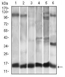 Figure 2: Western blot analysis using CCL2 mouse mAb against A549 (1), HeLa (2), Raw264.7 (3), L1210 (4), C6 (5), and COS-7 (6)cell lysate.