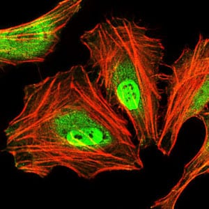 Figure 4: Immunofluorescence analysis of HeLa cells using CEBPA mouse mAb (green). Blue: DRAQ5 fluorescent DNA dye. Red: Actin filaments have been labeled with Alexa Fluor-555 phalloidin.