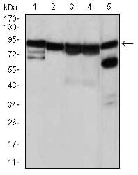 Figure 2: Western blot analysis using HSP90AA1 mouse mAb against NIH3T3 (1), HeLa (2), HCT116(3), HL-60 (4) and C0S7 (5) cell lysate.