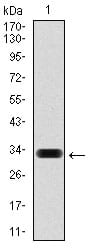 Figure 1: Western blot analysis using HAS3 mAb against human HAS3 (AA: 312-364) recombinant protein. (Expected MW is 32 kDa)