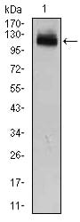 Figure 2: Western blot analysis using GAB1 mouse mAb against HEK293 (1) cell lysate.