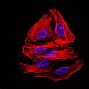 Figure 4: Immunofluorescence analysis of HepG2 cells. Blue: DRAQ5 fluorescent DNA dye. Red: Actin filaments have been labeled with Alexa Fluor-555 phalloidin.