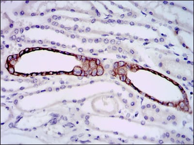 Figure 3: Immunohistochemical analysis of paraffin-embedded kidney tissues using mouse Splunc2 mouse mAb with DAB staining.