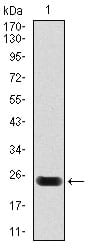 Figure 1: Western blot analysis using troponin T2 mAb against human troponin T2 (AA: 88-249) recombinant protein. (Expected MW is 25.1 kDa)