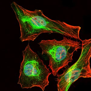 Figure 5: Immunofluorescence analysis of HeLa cells using Lplunc1 mouse mAb (green). Blue: DRAQ5 fluorescent DNA dye. Red: Actin filaments have been labeled with Alexa Fluor-555 phalloidin.