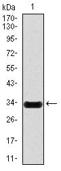 Figure 1: Western blot analysis using NOS2 mAb against human NOS2 (AA: 997-1058) recombinant protein. (Expected MW is 32.6 kDa)