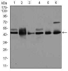 Figure 2: Western blot analysis using MAPK8 mouse mAb against A431 (1), K562 (2), HeLa (3), NIH3T3 (4), PC-12 (5), and MCF-7 (6) cell lysate.