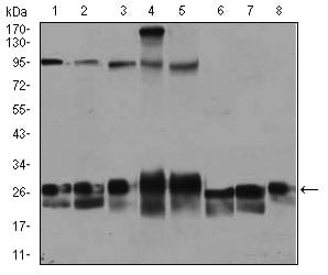 Figure 2: Western blot analysis using RAB4A mouse mAb against Jurkat (1), HeLa (2), A549 (3), HEK293 (4), K562 (5), NIH3T3 (6), PC-12 (7), and COS7 (8) cell lysate.