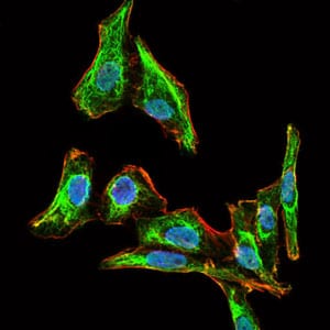 Figure 3: Immunofluorescence analysis of HepG2 cells using MELK mouse mAb (green). Blue: DRAQ5 fluorescent DNA dye. Red: Actin filaments have been labeled with Alexa Fluor-555 phalloidin.