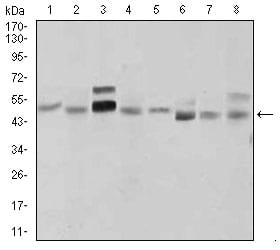 Figure 3: Western blot analysis using SHH mouse mAb against LNCaP (1), HepG2 (2), PANC-1 (3),HeLa (4), SK-N-SH (5), F9 (6), NIH3T3 (7), and COS7 (8) cell lysate.