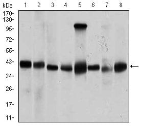 Figure 3: Western blot analysis using PPM1A mouse mAb against Jurkat (1), Jurkat (2), A431 (3), HeLa (4), HEK293 (5), Raji (6), MCF-7 (7), and COS7 (8) cell lysate.