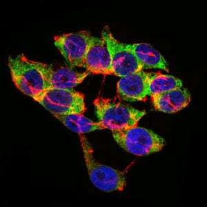 Figure 5: Immunofluorescence analysis of HepG2 cells using LPA mouse mAb (green). Blue: DRAQ5 fluorescent DNA dye. Red: Actin filaments have been labeled with Alexa Fluor-555 phalloidin.