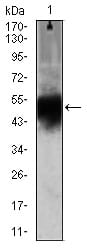 Figure 2: Western blot analysis using DCX mouse mAb against Mouse heart (1) lysate.