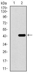 Figure 2: Western blot analysis using T mAb against HEK293 (1) and T (AA: 218-352)-hIgGFc transfected HEK293 (2) cell lysate.