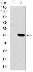 Figure 2: Western blot analysis using DLL4 mAb against HEK293 (1) and DLL4 (AA: 313-439)-hIgGFc transfected HEK293 (2) cell lysate.