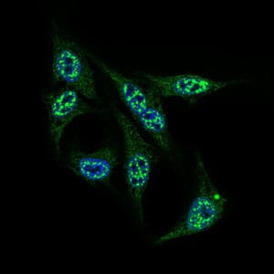 Figure 5: Immunofluorescence analysis of HepG2 cells using INCENP mouse mAb (green). Blue: DRAQ5 fluorescent DNA dye.