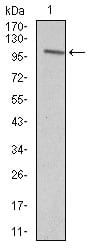 Figure 3: Western blot analysis using VAV1 mouse mAb against Jurkat (1) cell lysate.