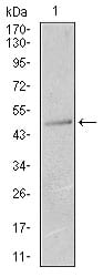 Figure 2: Western blot analysis using KRT13 mouse mAb against T47D (1) cell lysate.