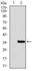 Figure 2: Western blot analysis using NR6A1 mAb against HEK293 (1) and NR6A1 (AA: 65-118)-hIgGFc transfected HEK293 (2) cell lysate.