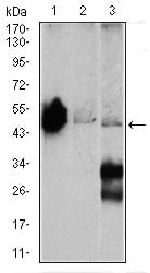 Figure 2: Western blot analysis using ENO2 mouse mAb against Mouse brain (1), NIH3T3 (2), and C6 (3) cell lysate.